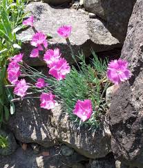Image result for Dianthus gratianopolitanus