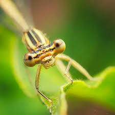 Attēlu rezultāti vaicājumam “Enallagma cyathigerum female”