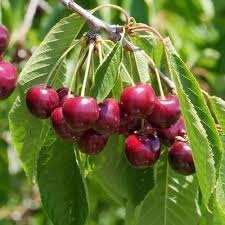 Attēlu rezultāti vaicājumam “Prunus domestica subsp. insitita fruit”