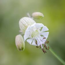 Attēlu rezultāti vaicājumam “Silene vulgaris flower”