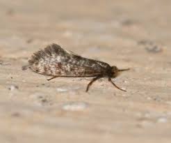 Attēlu rezultāti vaicājumam “Psychidae”