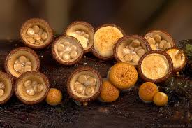 Attēlu rezultāti vaicājumam “Crucibulum laeve”