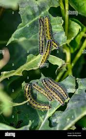 Attēlu rezultāti vaicājumam “Pieris brassicae female”