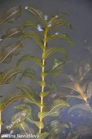 Attēlu rezultāti vaicājumam “Potamogeton perfoliatus flower”