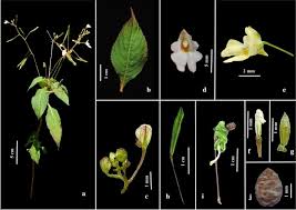 Attēlu rezultāti vaicājumam “Impatiens parviflora”