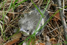 Attēlu rezultāti vaicājumam “Fringilla coelebs nest”