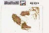 Attēlu rezultāti vaicājumam “Pohlia wahlenbergii var. calcarea”