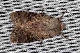 Attēlu rezultāti vaicājumam “Agrochola litura imago”