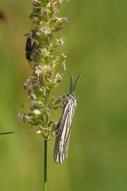 Attēlu rezultāti vaicājumam “Spiris striata”