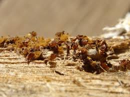 Attēlu rezultāti vaicājumam “Cribraria macrocarpa young”