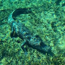 Image result for Alligator mississippiensis