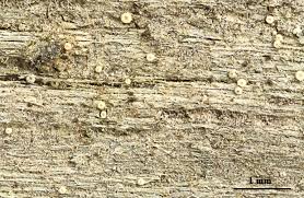 Attēlu rezultāti vaicājumam “Coenogonium pineti”