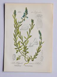 Attēlu rezultāti vaicājumam “Polygala comosa”