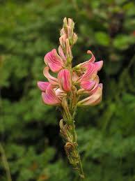 Attēlu rezultāti vaicājumam “Onobrychis arenaria fruit”