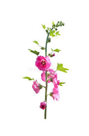 Attēlu rezultāti vaicājumam “Alcea rosea bud”