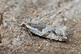 Attēlu rezultāti vaicājumam “Ancylis myrtillana”