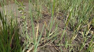 Attēlu rezultāti vaicājumam “Glyceria fluitans”