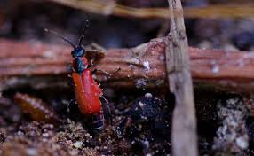 Attēlu rezultāti vaicājumam “Anthocomus rufus”