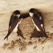 Attēlu rezultāti vaicājumam “Delichon urbicum nest”