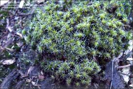 Attēlu rezultāti vaicājumam “Campylopus introflexus”