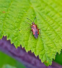 Attēlu rezultāti vaicājumam “Deraeocoris ruber”