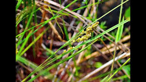 Attēlu rezultāti vaicājumam “Carex ornithopoda fruit”
