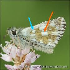 Attēlu rezultāti vaicājumam “Pyrgus serratulae”