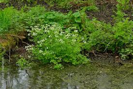 Image result for Brunnenkresse