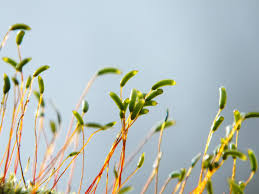 Attēlu rezultāti vaicājumam “Hypnum cupressiforme var. subjulacum”