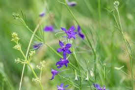 Attēlu rezultāti vaicājumam “Consolida regalis bud”