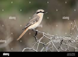 Image result for Lanius isabellinus