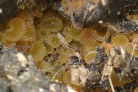 Attēlu rezultāti vaicājumam “Ascobolus furfuraceus”