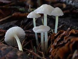 Attēlu rezultāti vaicājumam “Mycena viscosa”