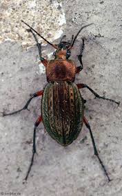 Attēlu rezultāti vaicājumam “Carabus cancellatus”