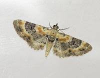 Attēlu rezultāti vaicājumam “Eupithecia linariata”