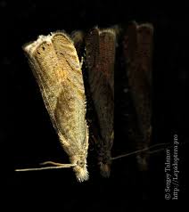 Attēlu rezultāti vaicājumam “Dichrorampha simpliciana”