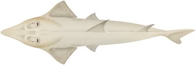 Image result for Rhynchobatus australiae