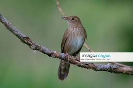 Image result for Locustella fluviatilis