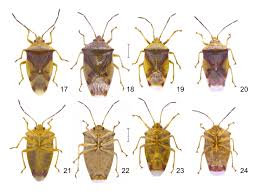 Attēlu rezultāti vaicājumam “Elasmostethus interstinctus imago”