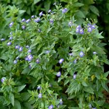 Image result for Browallia speciosa