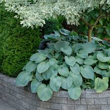 Image result for Hosta sieboldiana 'Elegans'