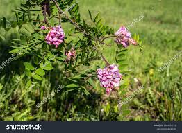 Attēlu rezultāti vaicājumam “Robinia neomexicana flower”