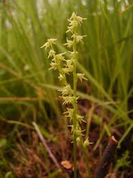 Attēlu rezultāti vaicājumam “Herminium monorchis leaf”