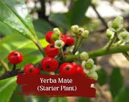 Attēlu rezultāti vaicājumam “Chamaedaphne calyculata fruit”