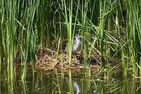 Attēlu rezultāti vaicājumam “Fulica atra nest”