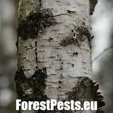 Attēlu rezultāti vaicājumam “Scolytus ratzeburgi”