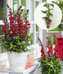 Image result for Lobelien