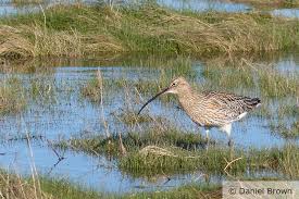 Attēlu rezultāti vaicājumam “Numenius arquata adult”