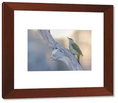 Attēlu rezultāti vaicājumam “Picus canus female”