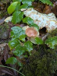 Attēlu rezultāti vaicājumam “Armillaria sp.”